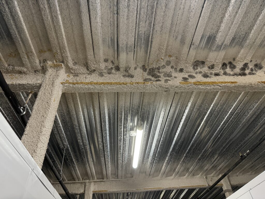 20250821_141139576_iOS Commercial Mold Remediation