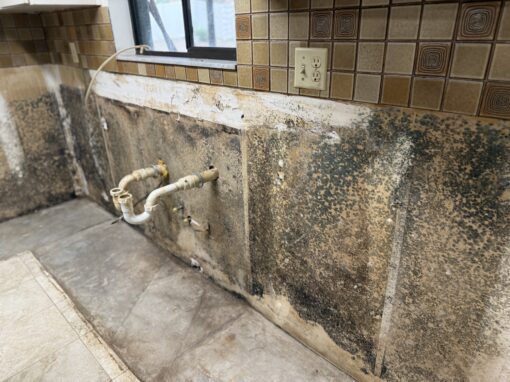 Understanding Mold Inspection and Remediation Laws in Florida Understanding Mold Inspection and Remediation Laws in Florida