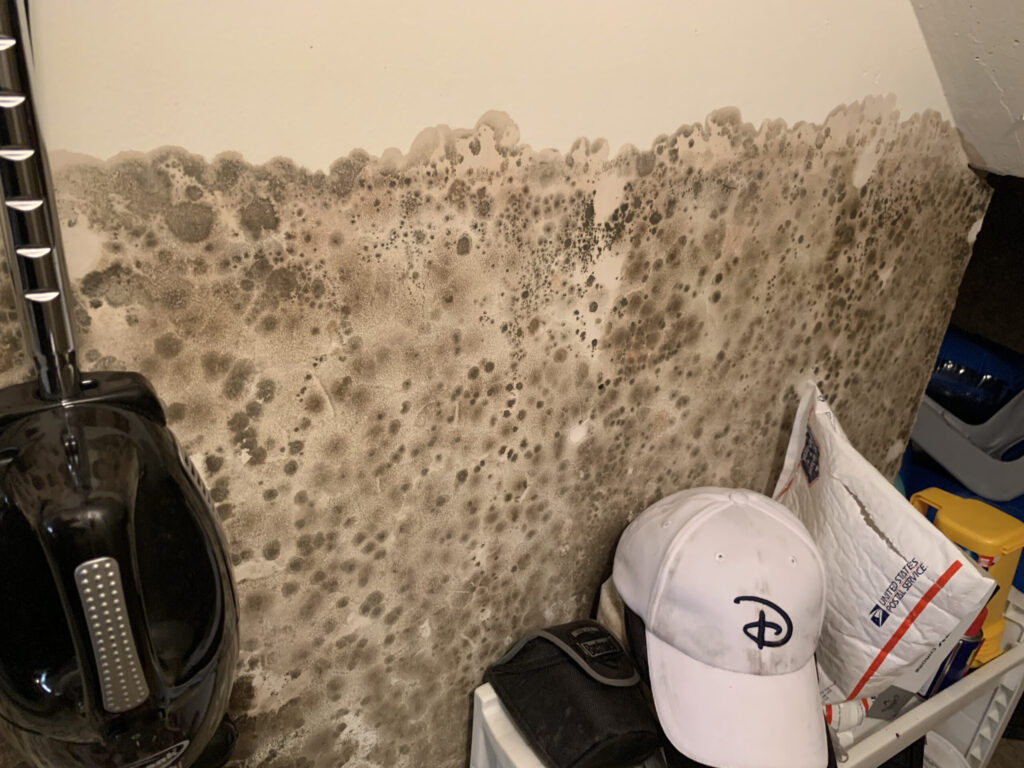 Mold in Closet Mold Remediation