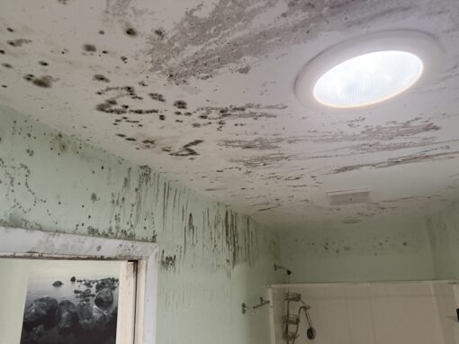 Mold vs. Mildew: How to Tell the Difference and What to Do About It Mold vs. Mildew: How to Tell the Difference and What to Do About It