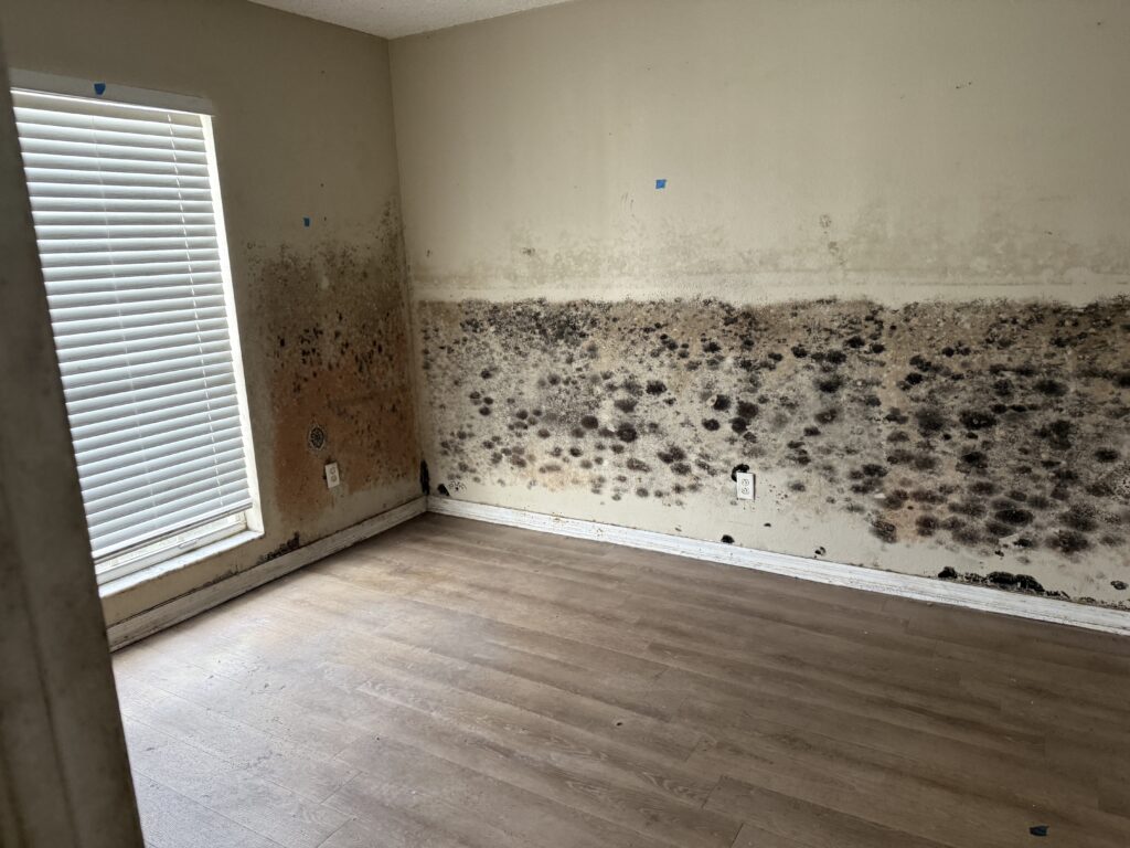 Mold Remediation