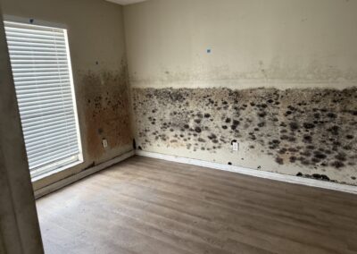Mold Remediation