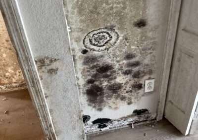 Mold Remediation