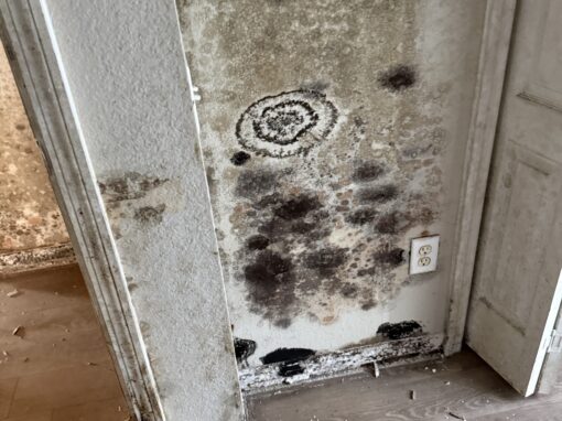 How Expensive Is Mold Remediation? How Expensive Is Mold Remediation?