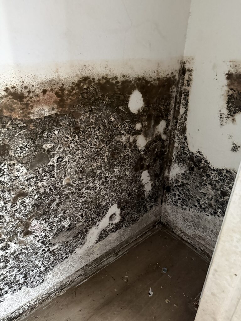 Mold Remediation, Black Mold