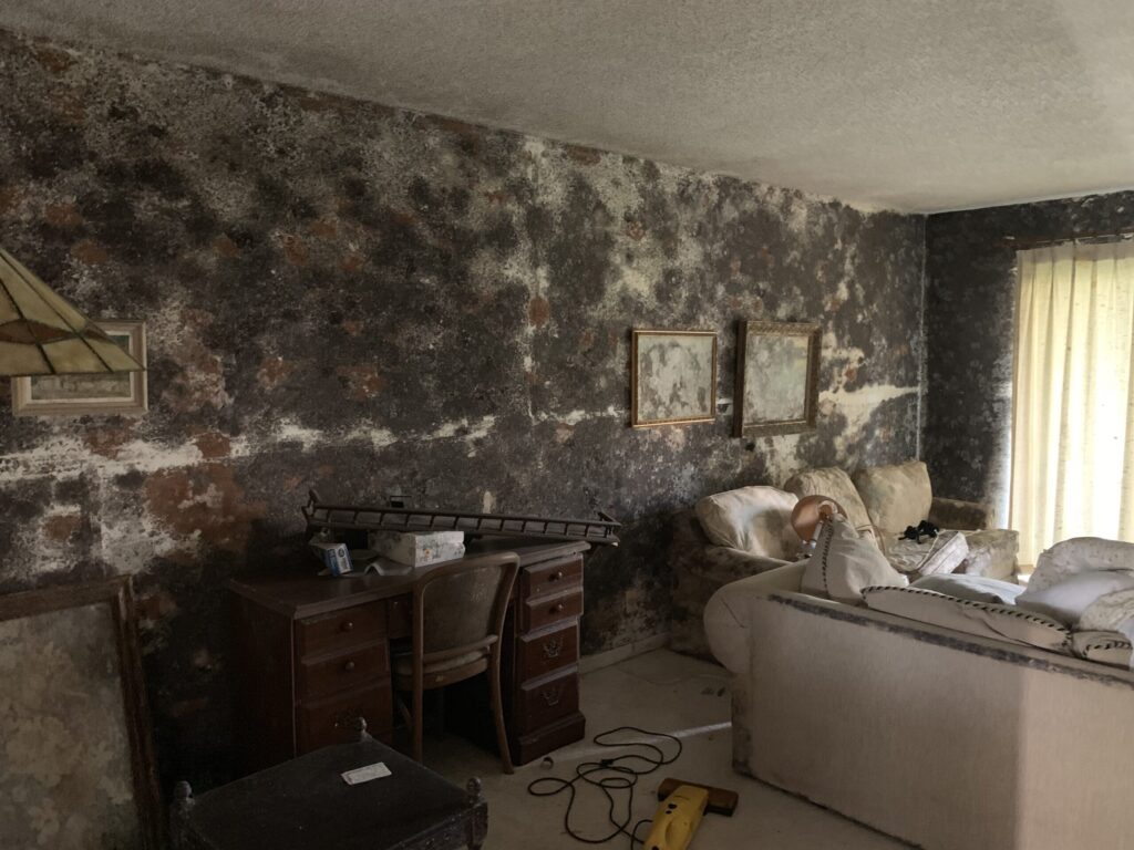 Mold Remediation