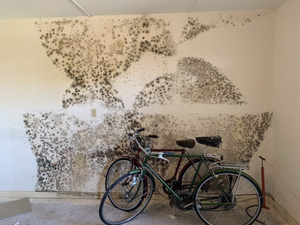 Mold Remediation