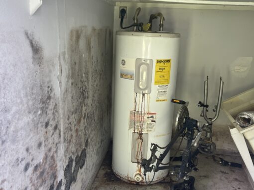 Mold Myths Debunked: Separating Fact from Fiction Mold Myths Debunked: Separating Fact from Fiction