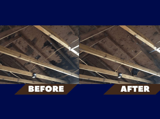 Mold From Roof Leaks: Hidden Dangers and Effective Solutions Mold From Roof Leaks: Hidden Dangers and Effective Solutions