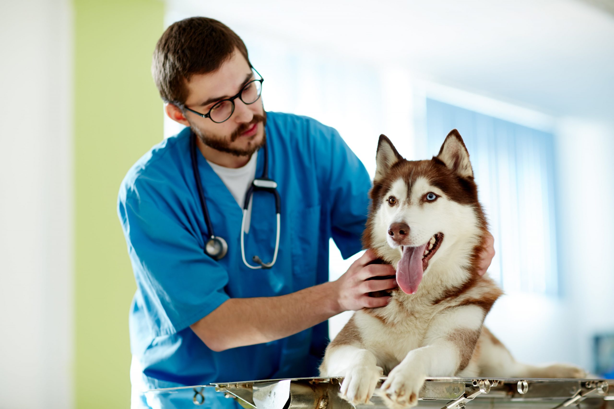 Veterinarian