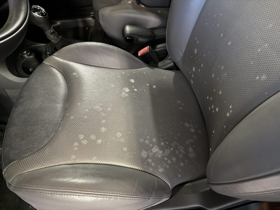 Car Mold Remediation Clearwater FL Mold In Cars